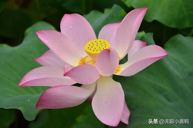 惠州西湖