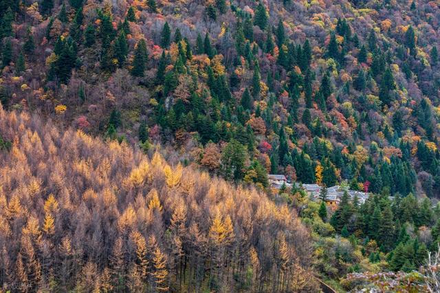 川西高原的绚烂秋天，10月中旬-11月上旬，这9个地方的高颜时刻