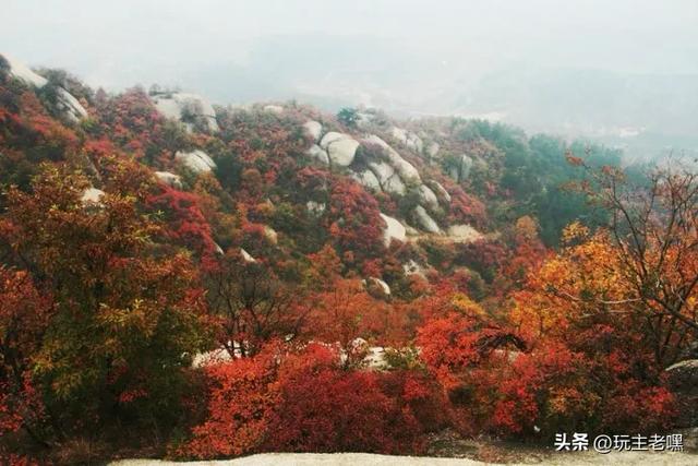 红叶黄栌正当时