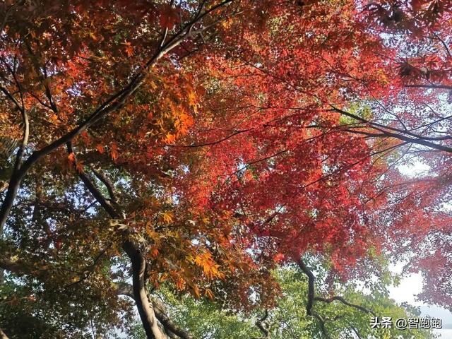 2025 杭州西湖 City Walk 留下足迹