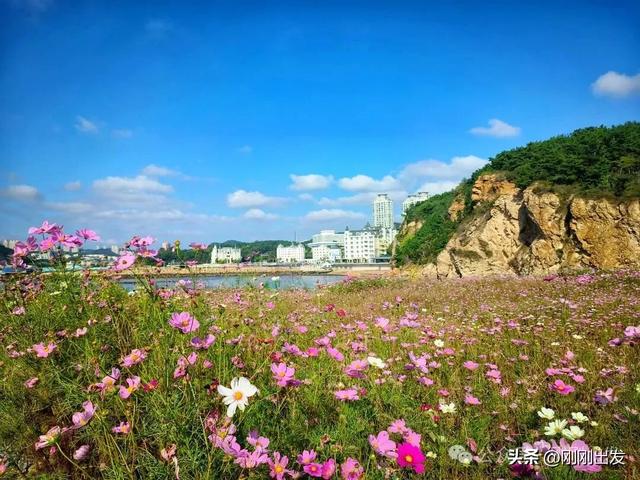 大连发现一片免费格桑花，太美了