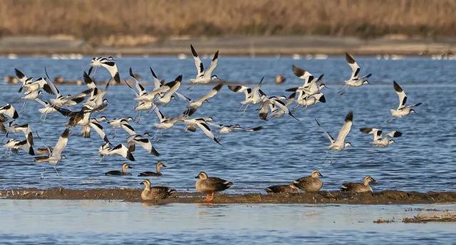 初冬逛沪郊！奉贤、崇明限时优惠来啦