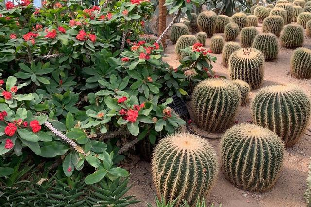 北京世界花卉大观园 四季繁花的梦幻天地