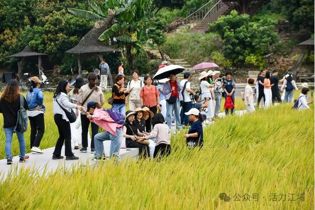 秋日必去！从化江埔5大稻田打卡攻略，邂逅金色浪漫