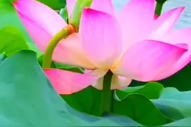 映日荷花别样红图片