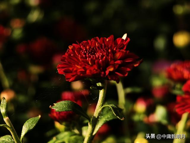 你看见过多少种菊花？