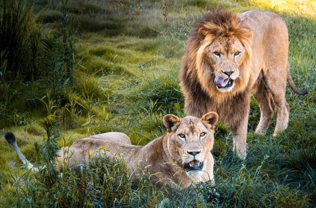 【萌狮叫醒服务】上线！快来给“最萌查房官”取个神仙名字吧！