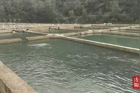 看，绵阳山沟里的冷水鱼“游”上全国餐桌→图片