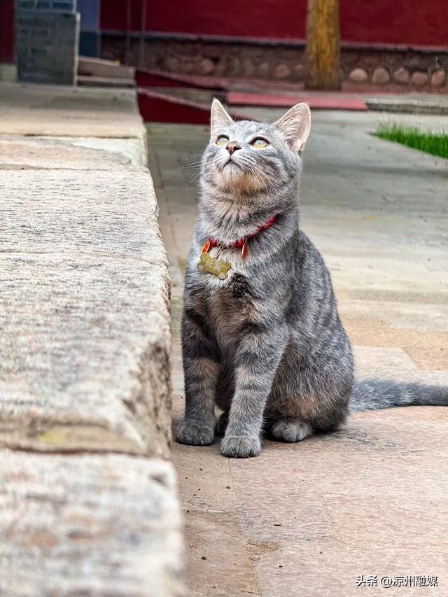 怎么才算“爱你老己”？来武威，用一场citywalk读懂凉州