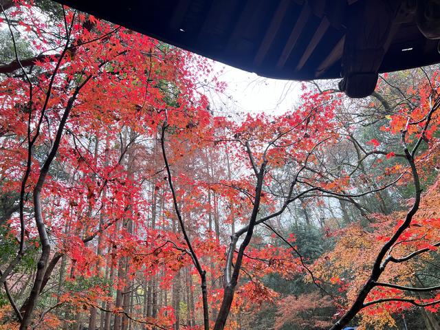 杭州红叶季：桂花之后百花杀，旖旎红叶胜百花。