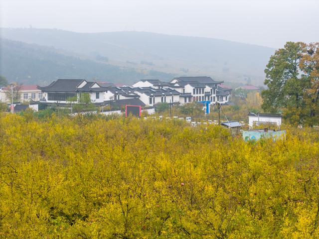 榴住五百秋：在淮北明清古园，啖一口时光的甘甜