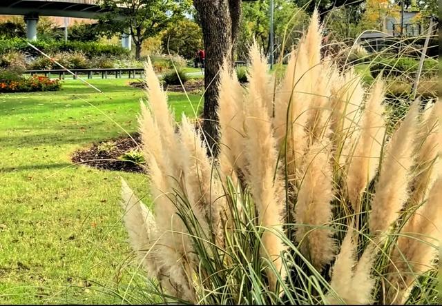 上海秋冬宝藏公园清单!8个免费治愈地,赏秋拍照两不误