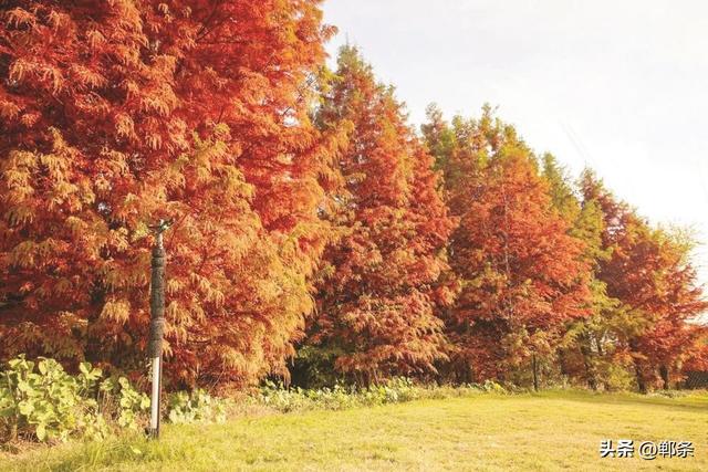 美在邯郸丨芦花雪，杉叶红