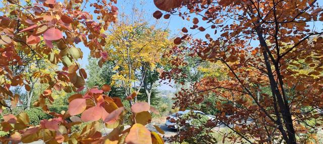 红啦!薛城金秋醉美红叶观赏地在凤凰绿道,漫山红叶美如画!