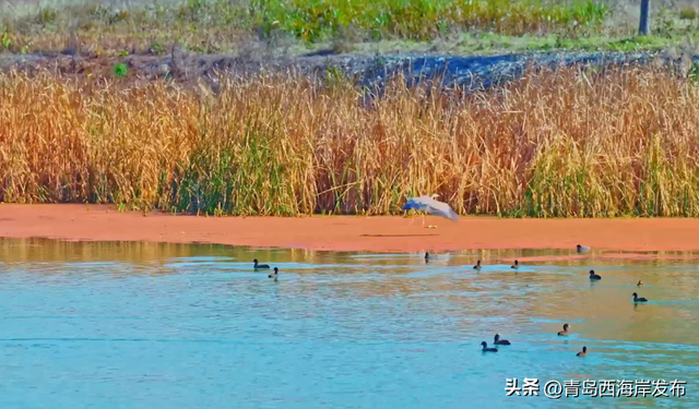 走不出这画了，我已被西海岸的秋景迷倒 🥹