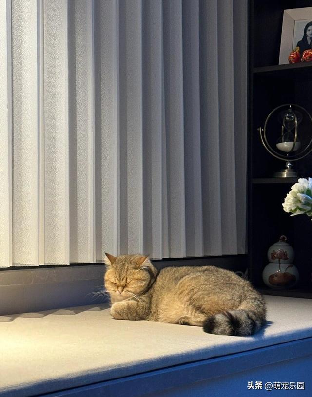 127平小窝住半年，家里主子爱窗台垫，朋友追着问来历