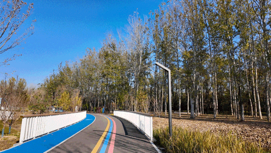 顺义白杨林：把冬日浅金，织进一帧鎏金诗篇里