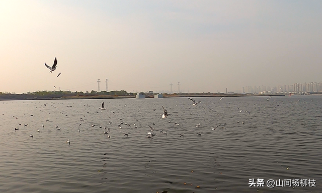 新年的第一天 来看红嘴鸥