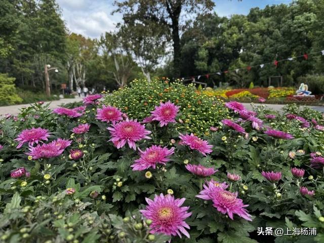 本周末起！来杨浦这个公园共赏“沪上最美菊花海”
