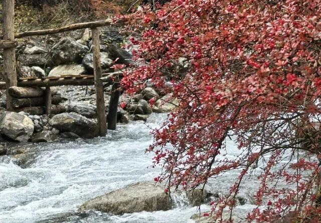 【美丽四川】平武沙棘沟行记：穿过五公里雨雪晴阴 收获“无执”的秋日‖柳红樱