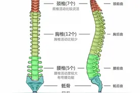 科普｜人体健康的保护伞—“腰椎间盘”（上）图片