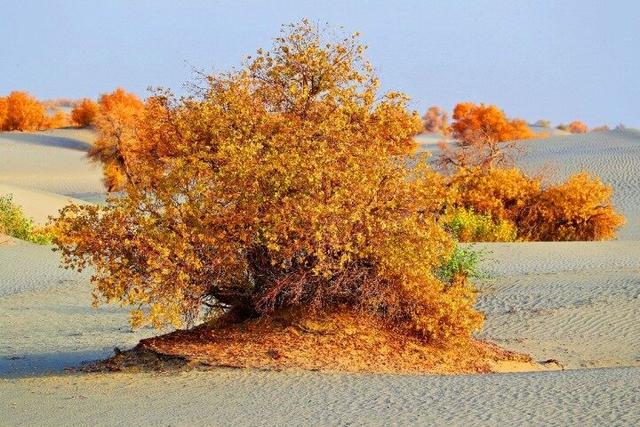 出片率100%！赴一场沙漠胡杨的金色之约