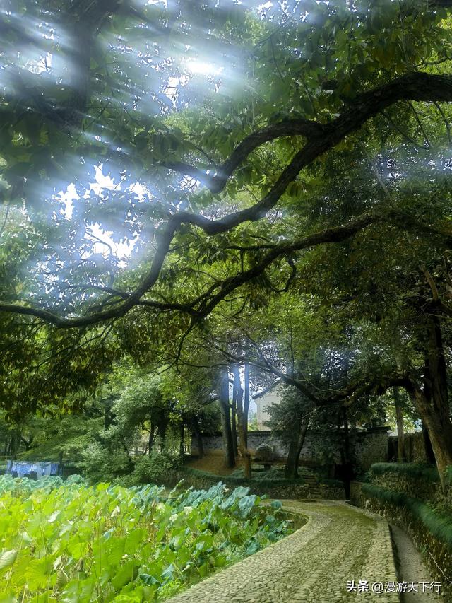 武义郭洞号称江南第一风水村，连坞茶山犹如地球指纹