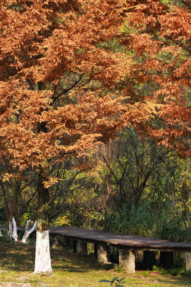 郫都水杉红了!抱着手机猛拍,被这限定美景狠狠惊艳