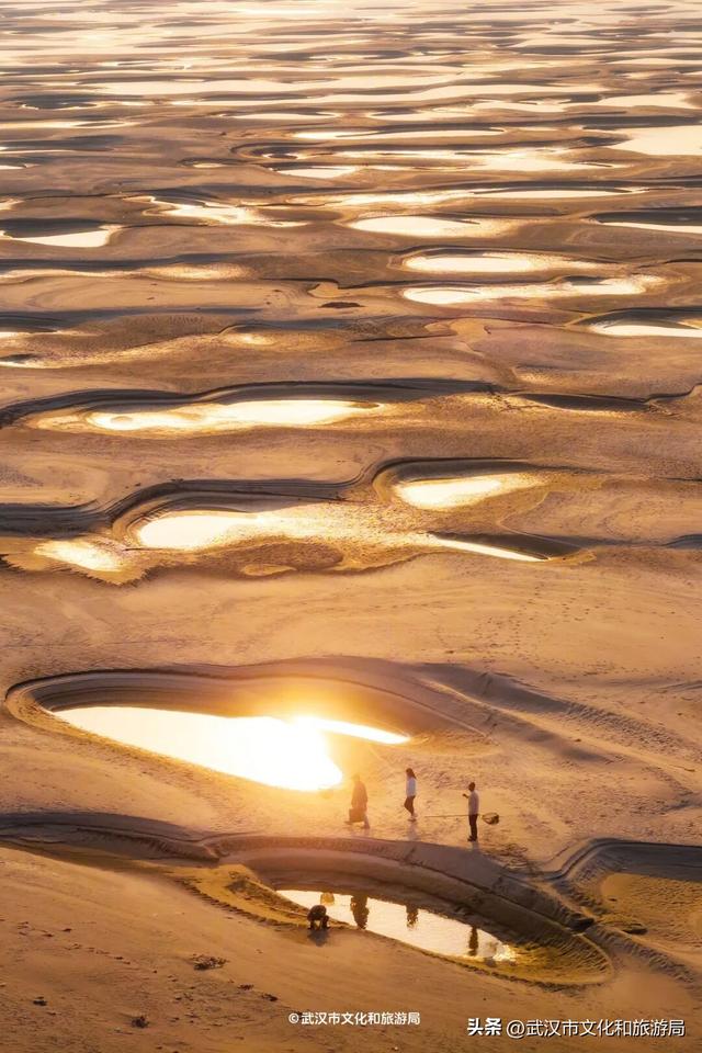 沙漠踏雪，只在武汉，最佳观赏期到了！