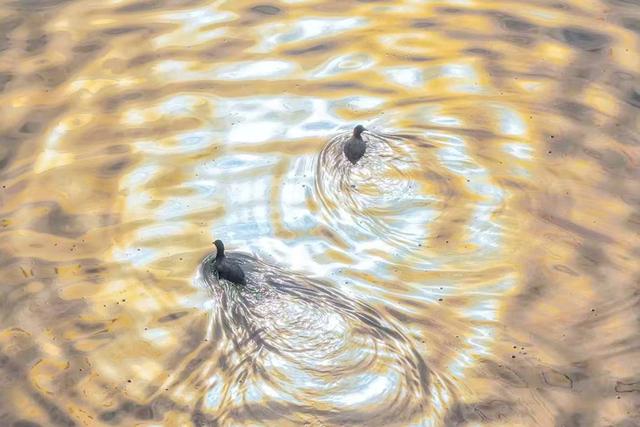 黄河聊城段：飞鸟翔集演绎冬日生态美景