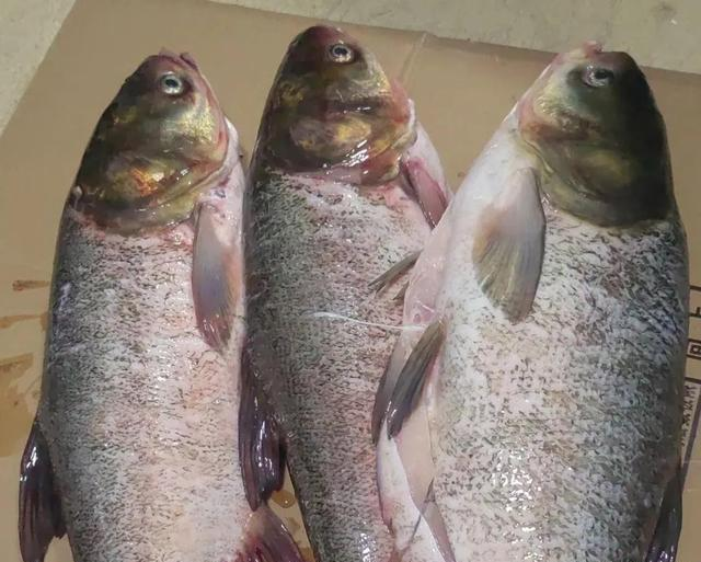 白鲢很难吃吗？白鲢和花鲢什么区别，为啥价格相差这么大？