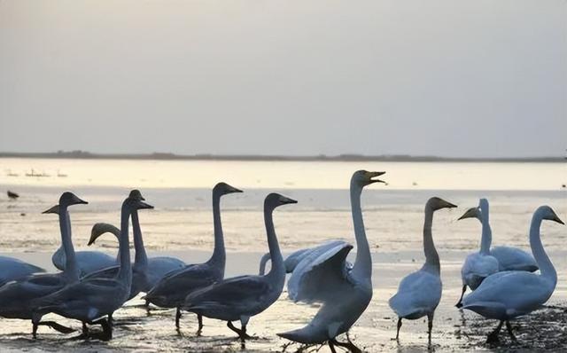 冬游威海 | “鹅”在这儿呢！