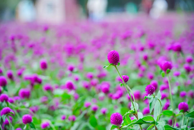 美爆了！佛山秋日花海上新！