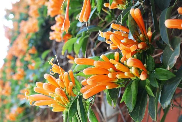 限定美景！桥南古街这片“橙红瀑布”藏不住了