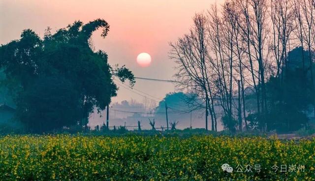 崇州第一波油菜花开了，在这里……