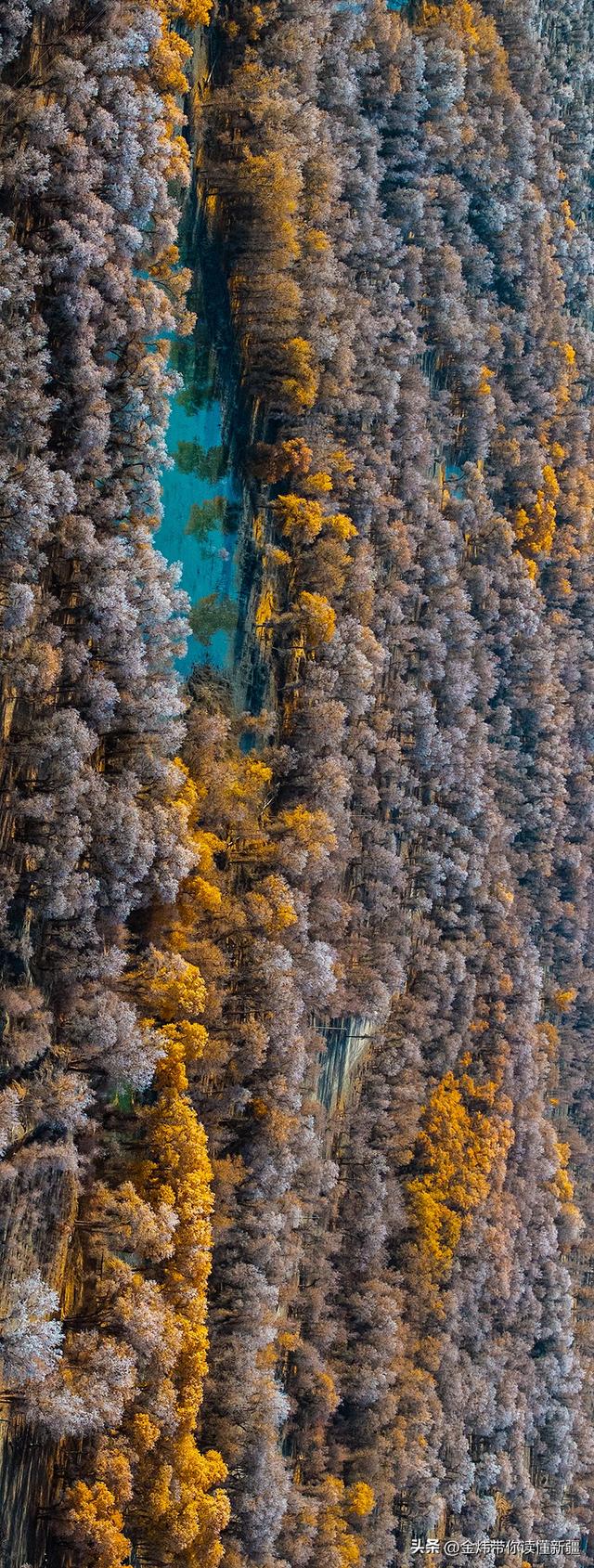 新疆轮台县：轮南胡杨林惊现雾凇奇观