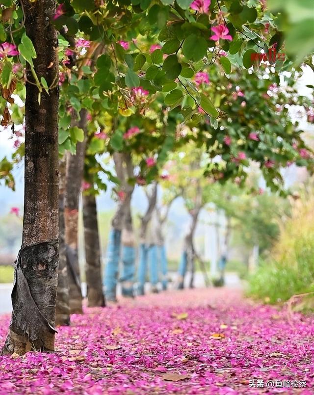 柳州下“花”了！粉色花海铺满人行道，还有“红色瀑布”超出片~回暖在这天→
