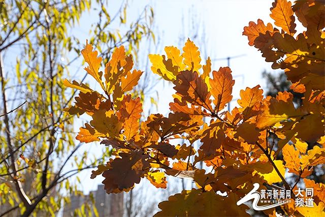 黄花公园秋意深 游客笑语映秋云