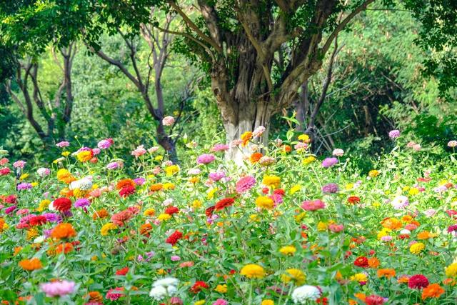 邂逅秋日烂漫：丰泽这片花海美丽绽放，就藏在……