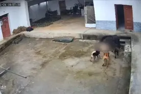 今年以来至少15人遇袭受伤或身亡！如何防控“疯狂”的野猪？图片