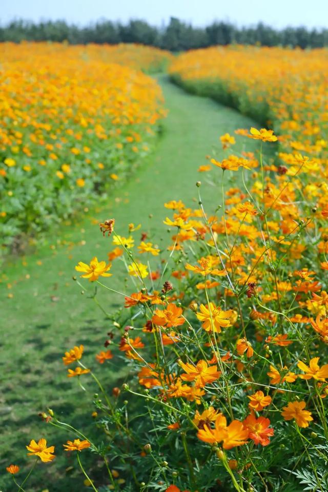大眼音乐节预约通道开启