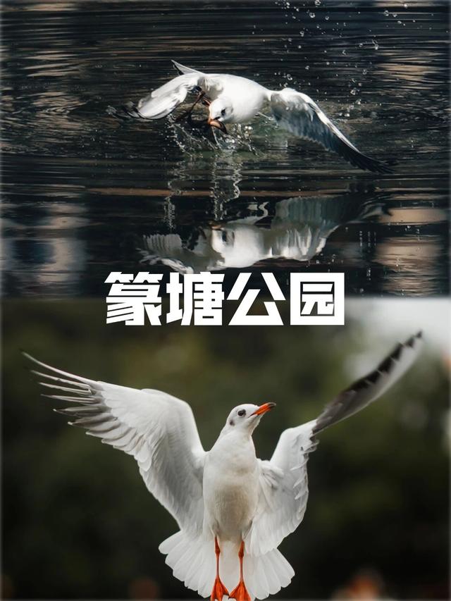 昆明进入红嘴鸥最佳观鸥季，这些观鸥点搭乘地铁就能到！！！