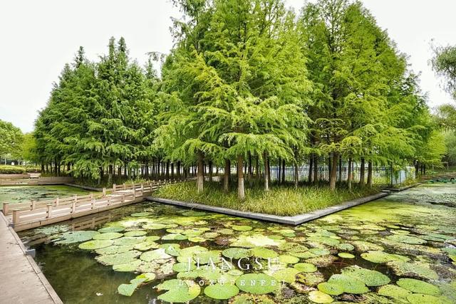 被严重低估的宝藏小城！2日暴走不输扬州的泰州凤城河！