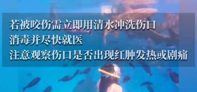 惊险！女子生理期潜水被鲨鱼咬伤，专家：血腥味有刺激