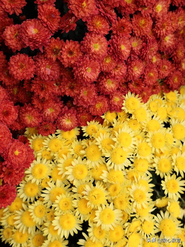 本周六，济南第46届趵突泉金秋菊展开幕！赏菊攻略已出炉！