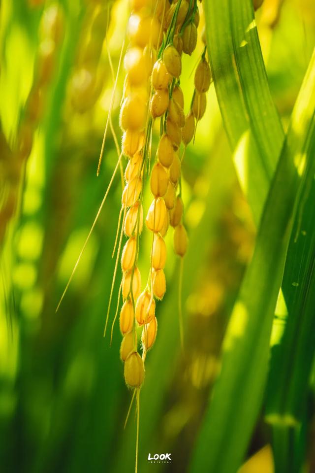 绝对不可以,错过这片金秋稻田