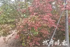 正是时候！来长春这里打卡↘图片
