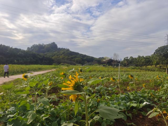 环西丽湖绿道骑行慢行随拍-动个好奇心