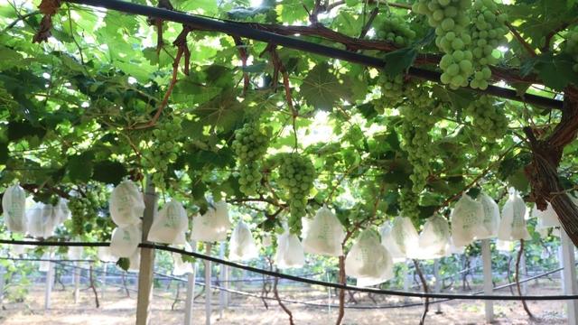 打卡新坐标 玩转肥城市安驾庄