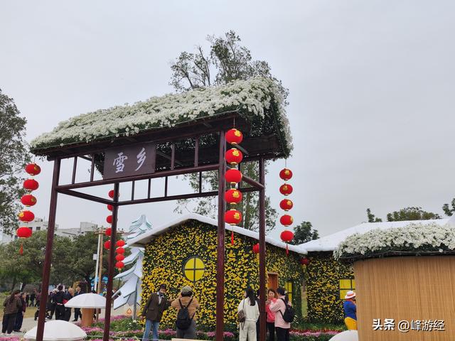 逛小榄菊花会，百年非遗绽新姿，寻味菊花特色美食